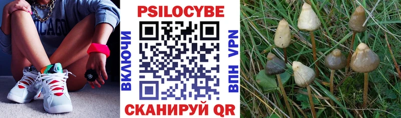 Галлюциногенные грибы Psilocybine cubensis  Сольвычегодск 